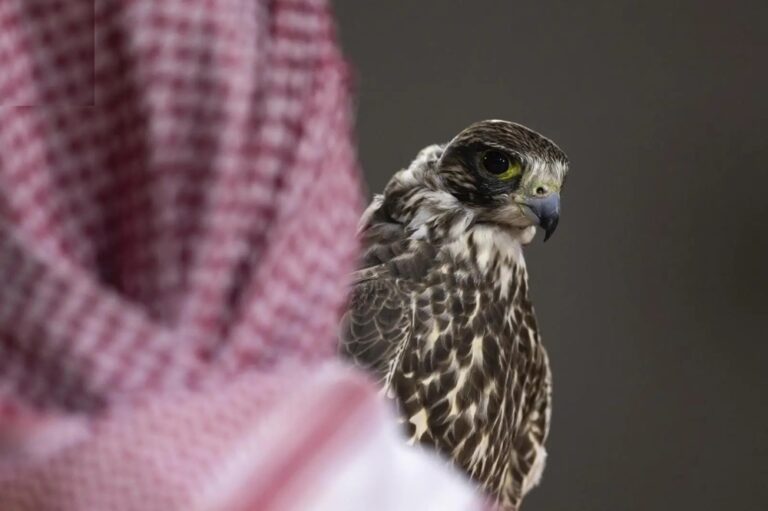 52732cd0 6283 43ac aa50 136e54501537 file.jpeg