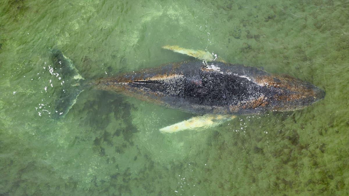 C5d41e45 d014 4e85 b656 3eca81596f2c file.jpg