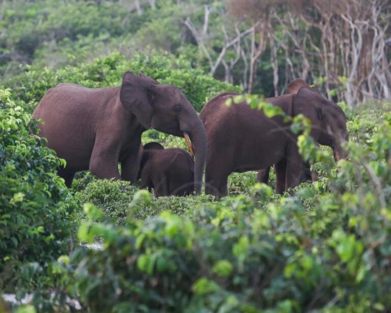 C68fd424 5b75 478c af0f 2b7bbad7a86e file.jpg