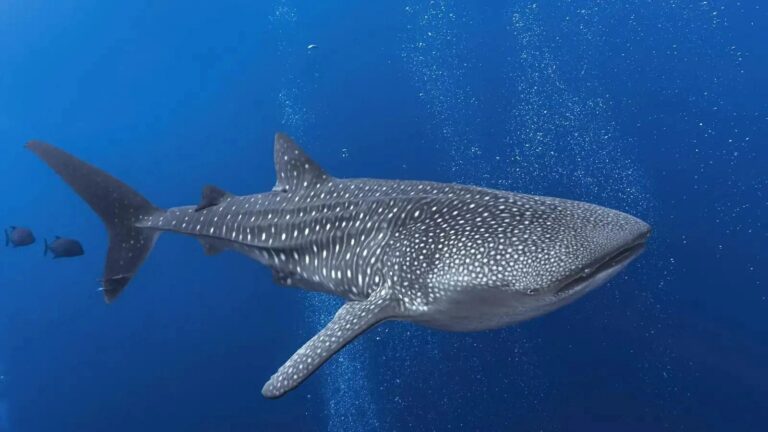 Efc28afc d162 4750 acfa 2d52ab63f83f file.jpg