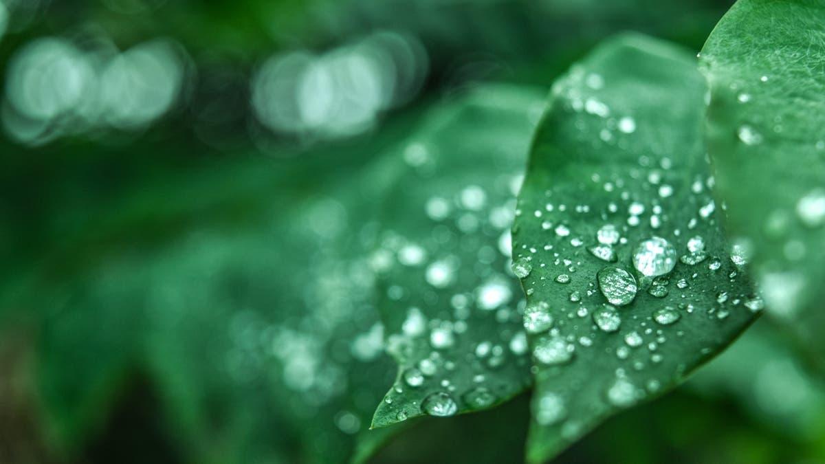 B1566500 98cc 4091 813a 7bc1daeefdfc file.jpg