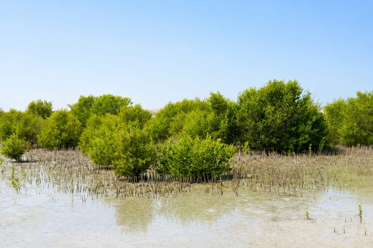 تيفاني آند كو تؤكد مجددًا التزامها بالحفاظ على أنظمة غابات القرم البيئية في أبوظبي