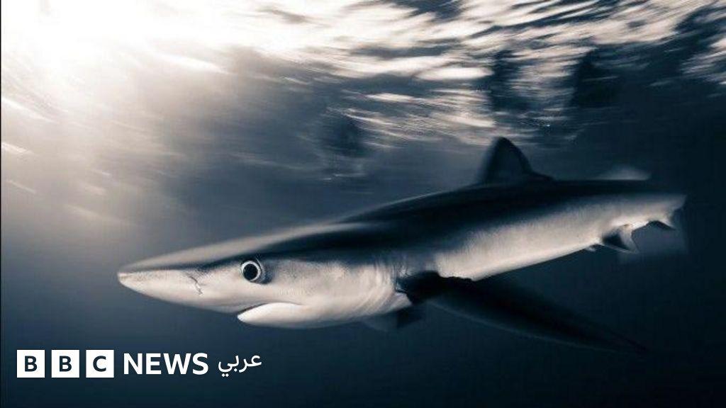 تسع مهارات “مدهشة” نجحت القروش في تطويرها على مدى أكثر من 450 مليون سنة