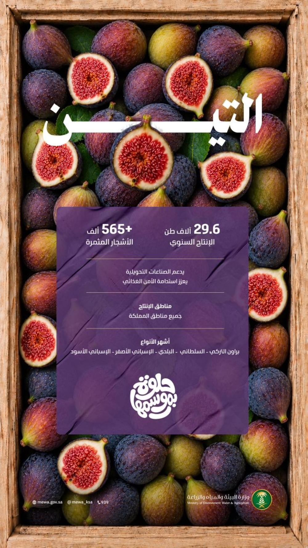 البيئة: 29,6 ألف طن إجمالي الإنتاج المحلي من فاكهة التين
