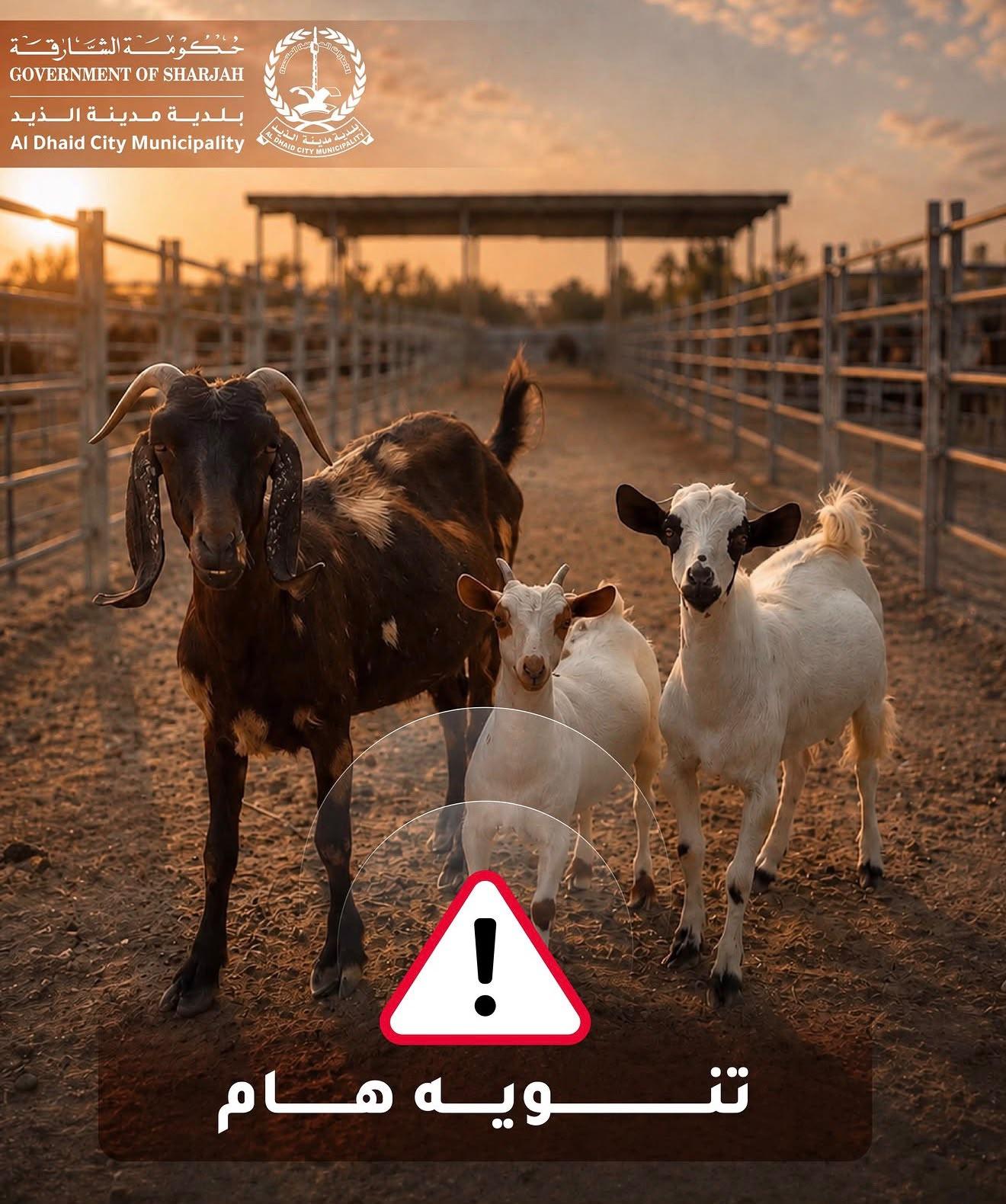 بلدية الذيد تُمهل أصحاب الماعز المحجوزة 5 أيام قبل طرحها في مزاد علني