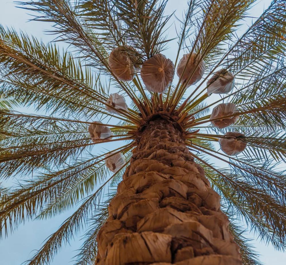 من كرنفال بريدة إلى الأسواق العالمية.. صادرات التمور السعودية تقترب من ملياري ريال