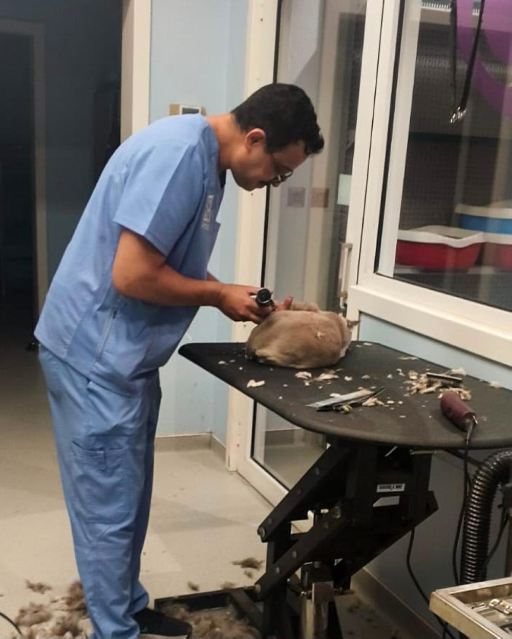 “لا تهاون مع المخالفين”.. رصد 18 شكوى لأخطاء طبية في منشآت بيطرية بمكة