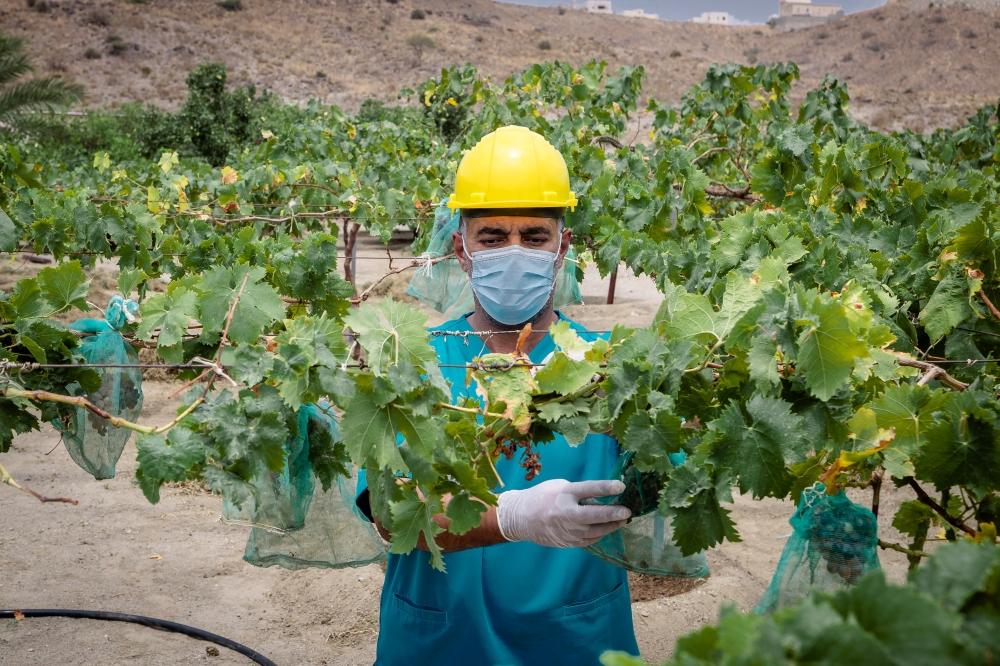 “تراها أصح”.. حملة “وقاء” لرفع الوعي بالإدارة المتكاملة للآفات النباتية