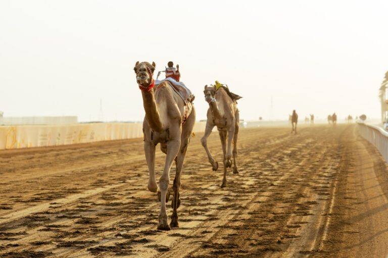الهجن الإماراتية تخطف كؤوس مهرجان ولي العهد للهجن لفئة "الثنايا"