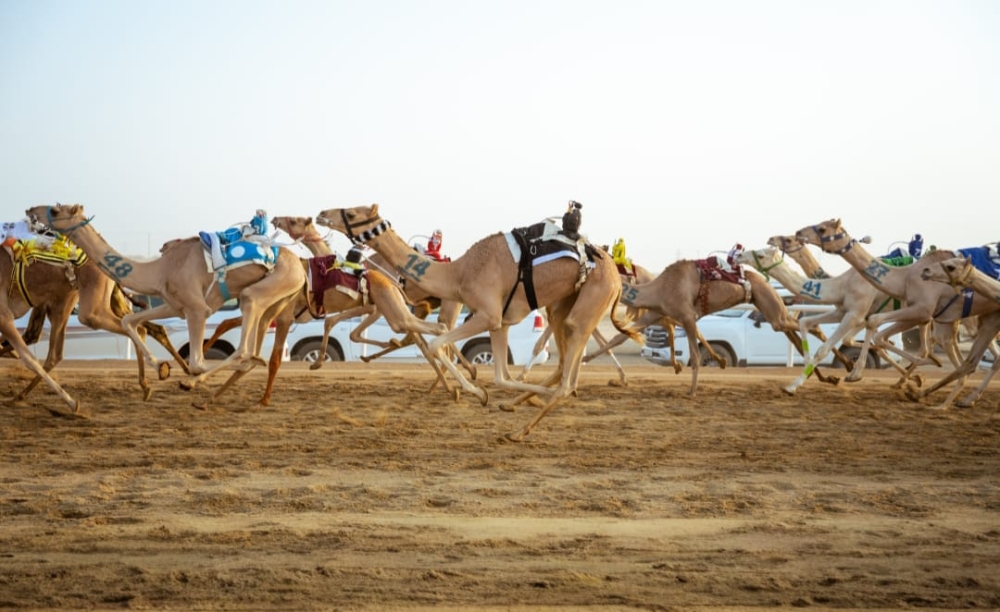 منتدى الطائف حول الهجن يناقش غداً امتدادها الثقافي والاجتماعي ودور الإعلام الجديد في 3 جلسات حوارية