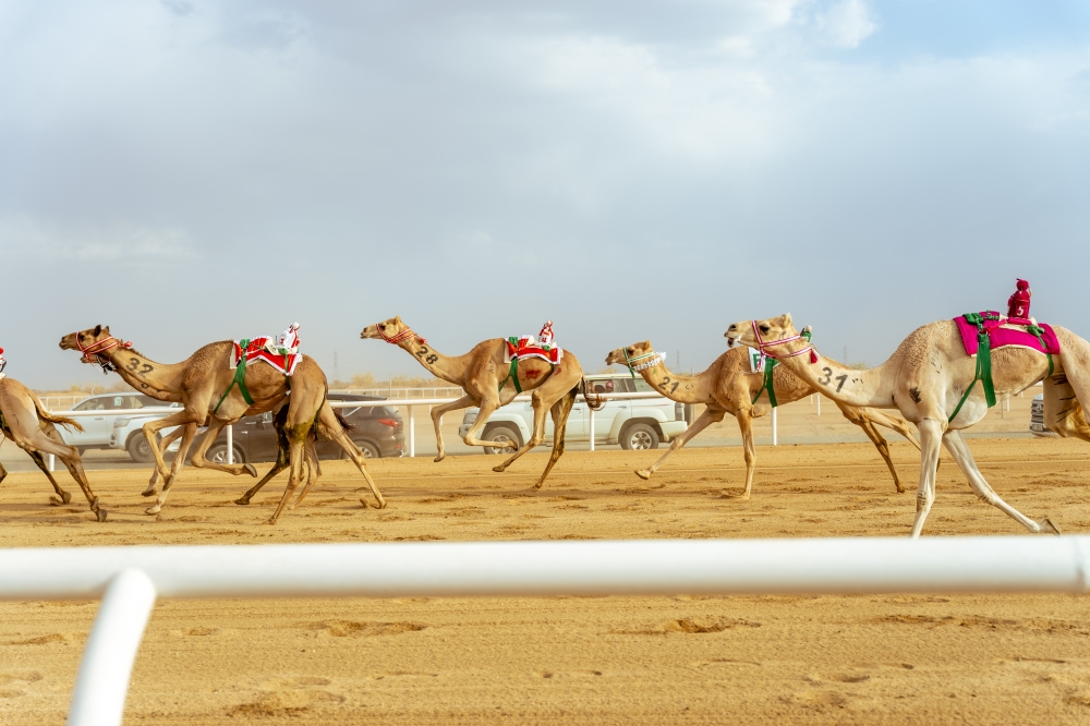 492  مليون ريال القيمة السوقية للهجن المشاركة في ختامي مهرجان ولي العهد